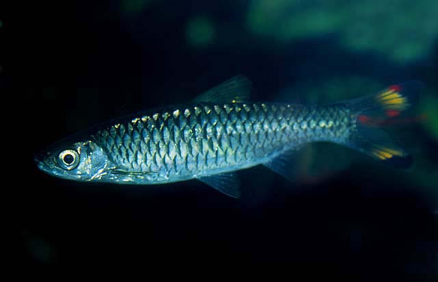 Rasbora caudimaculata