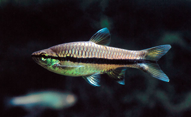 Rasbora einthovenii