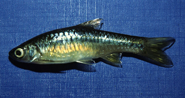 Rasbora lateristriata