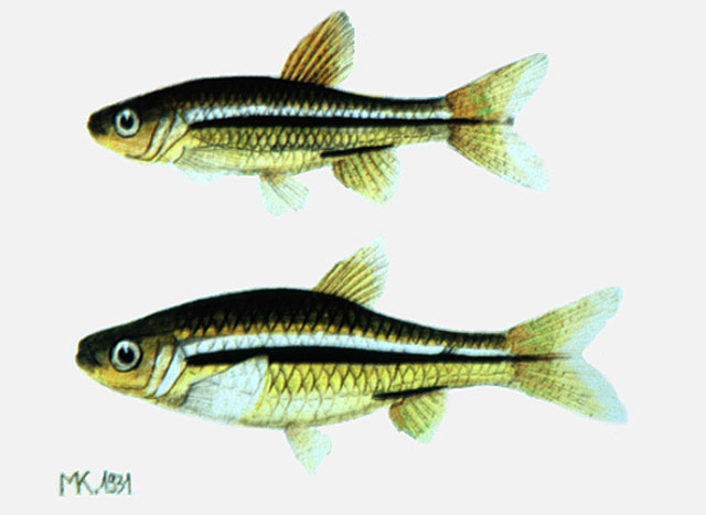 Rasbora meinkeni