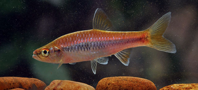 Rasbora wilpita