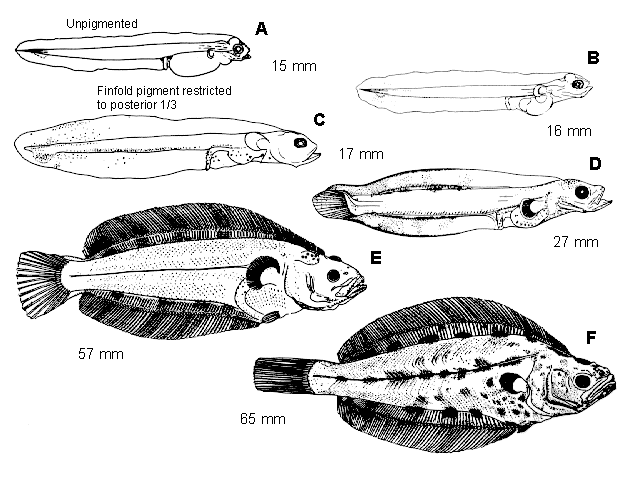 Reinhardtius hippoglossoides