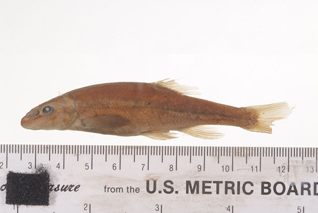 Rhinichthys evermanni