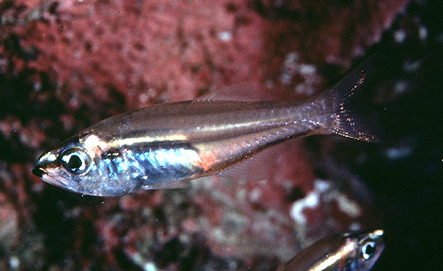 Rhabdamia nigrimentum