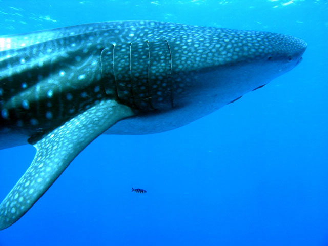 Rhincodon typus