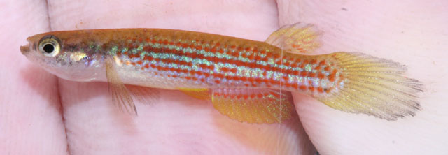 Anablepsoides beniensis