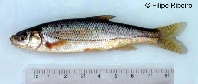 Iberochondrostoma lusitanicum