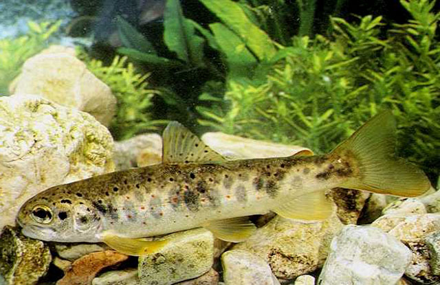 Salmo trutta