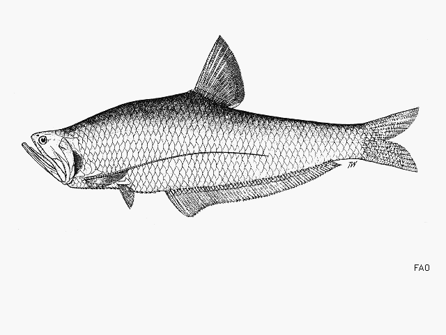 Setipinna breviceps