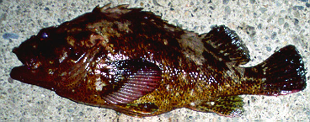 Sepac_u0.jpg
