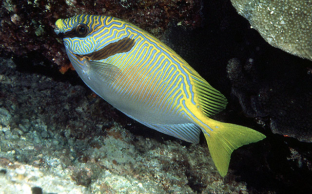 Siganus doliatus