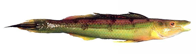 Siphonognathus radiatus