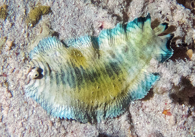Soleichthys dori