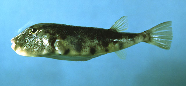 Sphoeroides maculatus