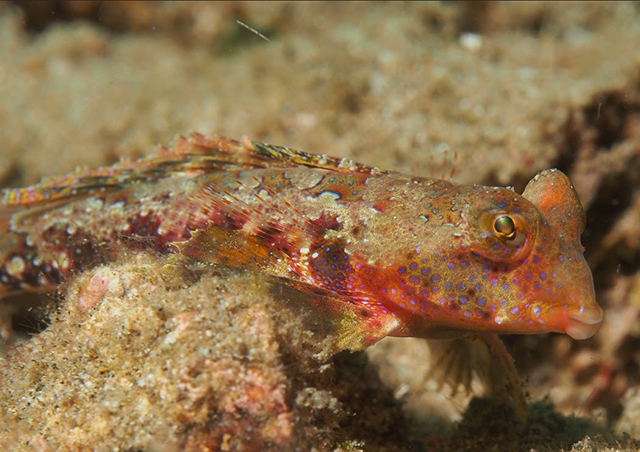 Synchiropus bartelsi