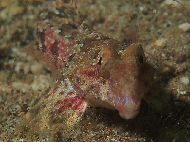 Synchiropus bartelsi