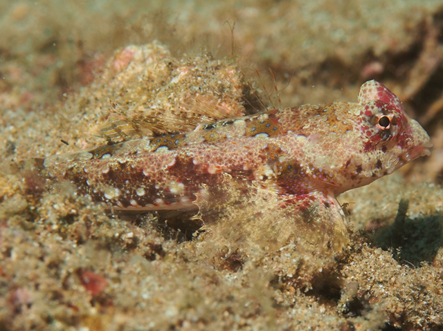Synchiropus bartelsi