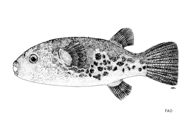 Dichotomyctere fluviatilis