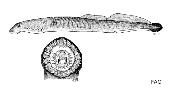 Tetrapleurodon geminis