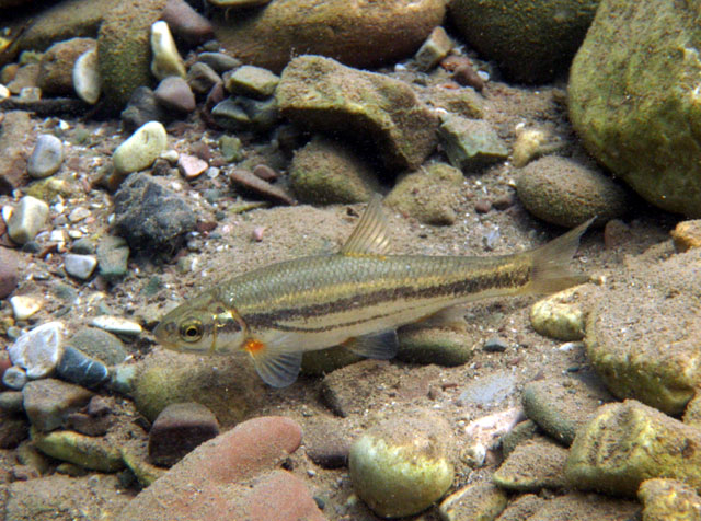 Telestes pleurobipunctatus