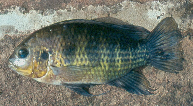 Coptodon margaritacea