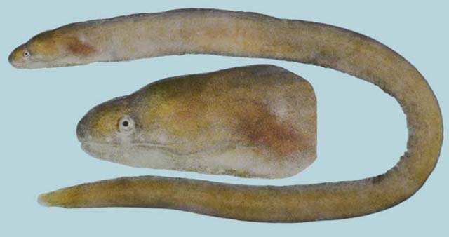 Uropterygius concolor