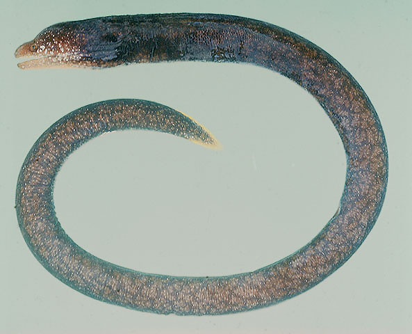 Uropterygius macrocephalus