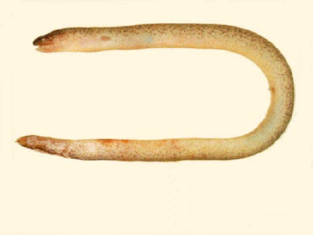 Uropterygius micropterus