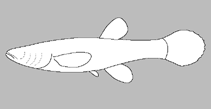 Image of Amblyopsis spelaea (Northern cavefish)