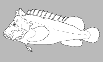 Image of Paraploactis trachyderma (Mossback velvetfish)