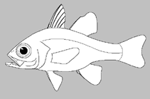 Image of Ostorhinchus cladophilos (Shelter cardinalfish)