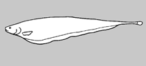 Image of Sternarchorhynchus mesensis (Mesensis tube-snouted ghost knifefish)