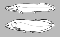 Image of Arapaima leptosoma 