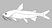 Image of Cinetodus conorhynchus (Lorentz catfish)