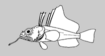 Image of Pogonophryne lanceobarbata (Lancebeard plunderfish)