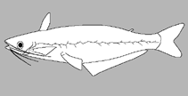 Image of Auchenipterichthys longimanus 
