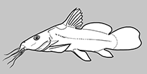 Image of Parauchenoglanis dolichorhinus (Long-snouted grunter)