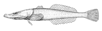 Image of Abyssocottus korotneffi (Small-eyed sculpin)