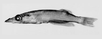 Image of Adrianichthys kruyti (Duckbilled buntingi)