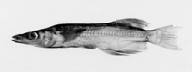 Image of Adrianichthys poptae (Popta\