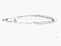 Image of Mastacembelus platysoma 