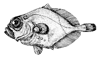 Image of Allocyttus folletti (Oxeye oreo)