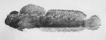 Image of Alticus simplicirrus (Marquesan rockstripper)