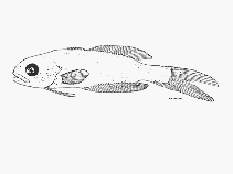 Image of Amarsipus carlsbergi (Amarsipa)