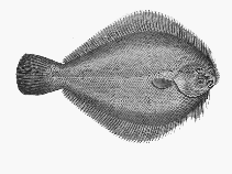 Image of Ammotretis rostratus (Longsnout flounder)