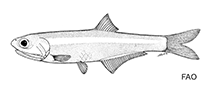 Image of Anchoa belizensis (Belize anchovy)