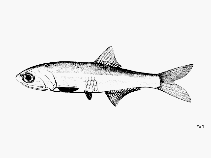 Image of Anchoa colonensis (Narrow-striped anchovy)
