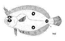 Image of Ancylopsetta cycloidea (Cyclope flounder)