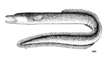 Image of Anguilla megastoma (Polynesian longfinned eel)