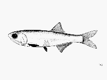 Image of Anchoa parva (Little anchovy)
